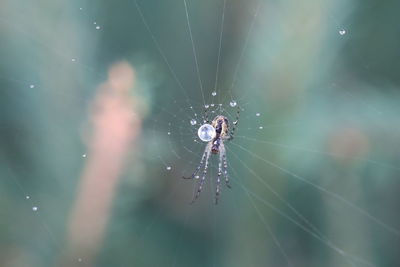 Close-up of spider on web