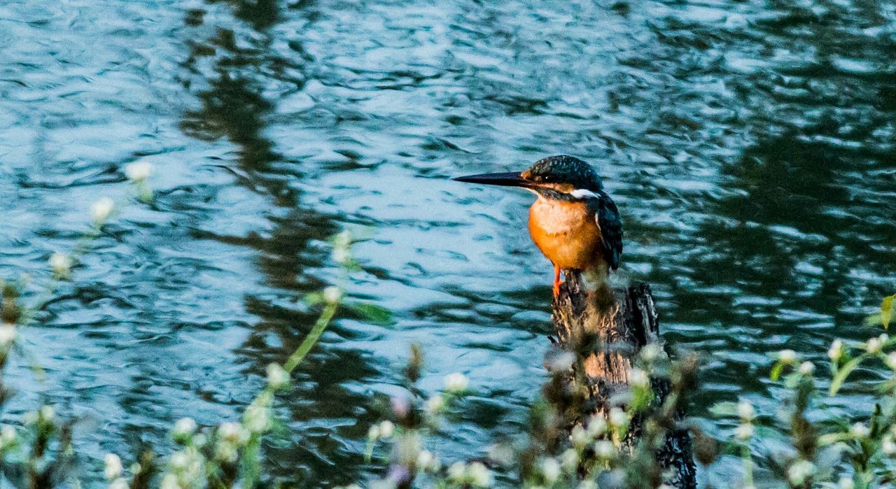 animal themes, animals in the wild, one animal, water, bird, wildlife, full length, nature, lake, side view, focus on foreground, outdoors, day, zoology, high angle view, no people, beauty in nature, reflection, waterfront, close-up