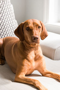 Vizsla relaxing on bed at home