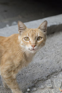 Close-up portrait of cat