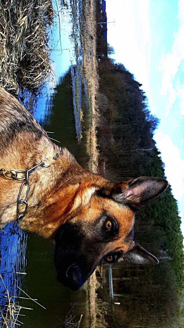 CLOSE-UP PORTRAIT OF DOG AGAINST TREES