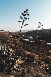 Scenic view of landscape against clear sky