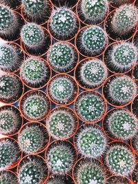 Full frame shot of succulent plants