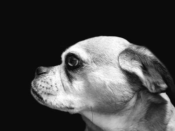 Close-up of horse against black background