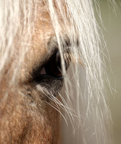 Close-up of a horse