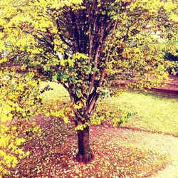 Low section of tree by water