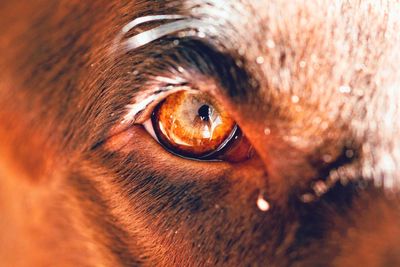 Close-up portrait of a horse