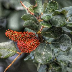 leaf
