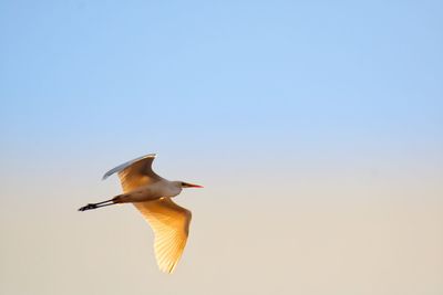 Low angle view of seagull flying