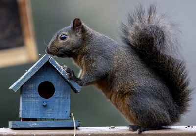 Close-up of squirrel on tree