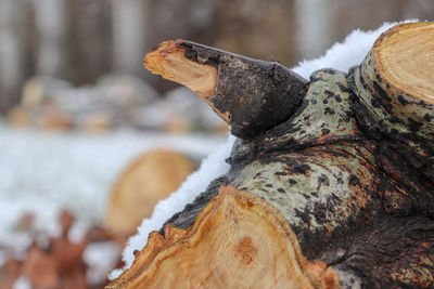 Close-up of log on rock in winter