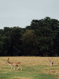 Deer in a field