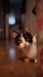 Close-up portrait of cat