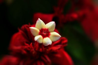 Close-up of red flower blooming outdoors