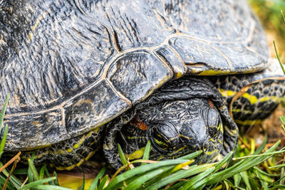 High angle view of a turtle