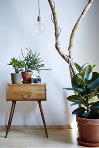 Potted plant on table at home