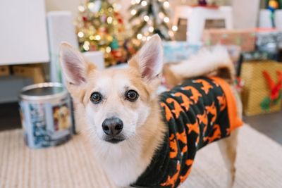 Portrait of dog against christmas decoration at home