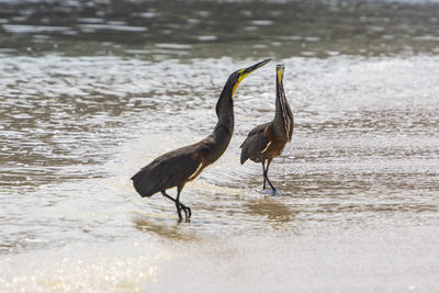 2 Herons