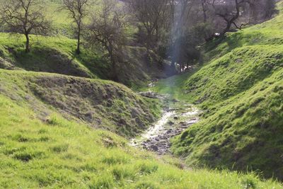 Scenic view of green landscape