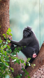 Monkey sitting on tree trunk