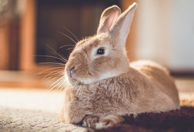 Close-up of a rabbit