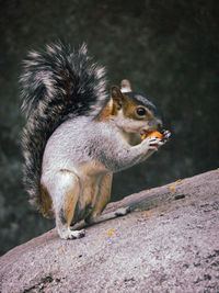 Squirrel on rock