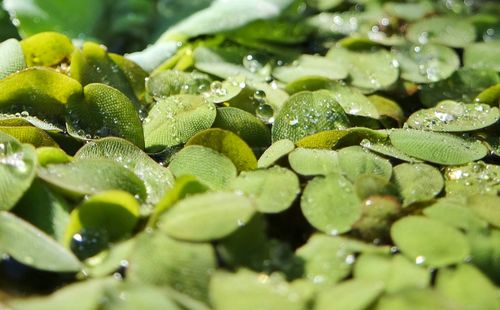 Close-up of water drops on leaf