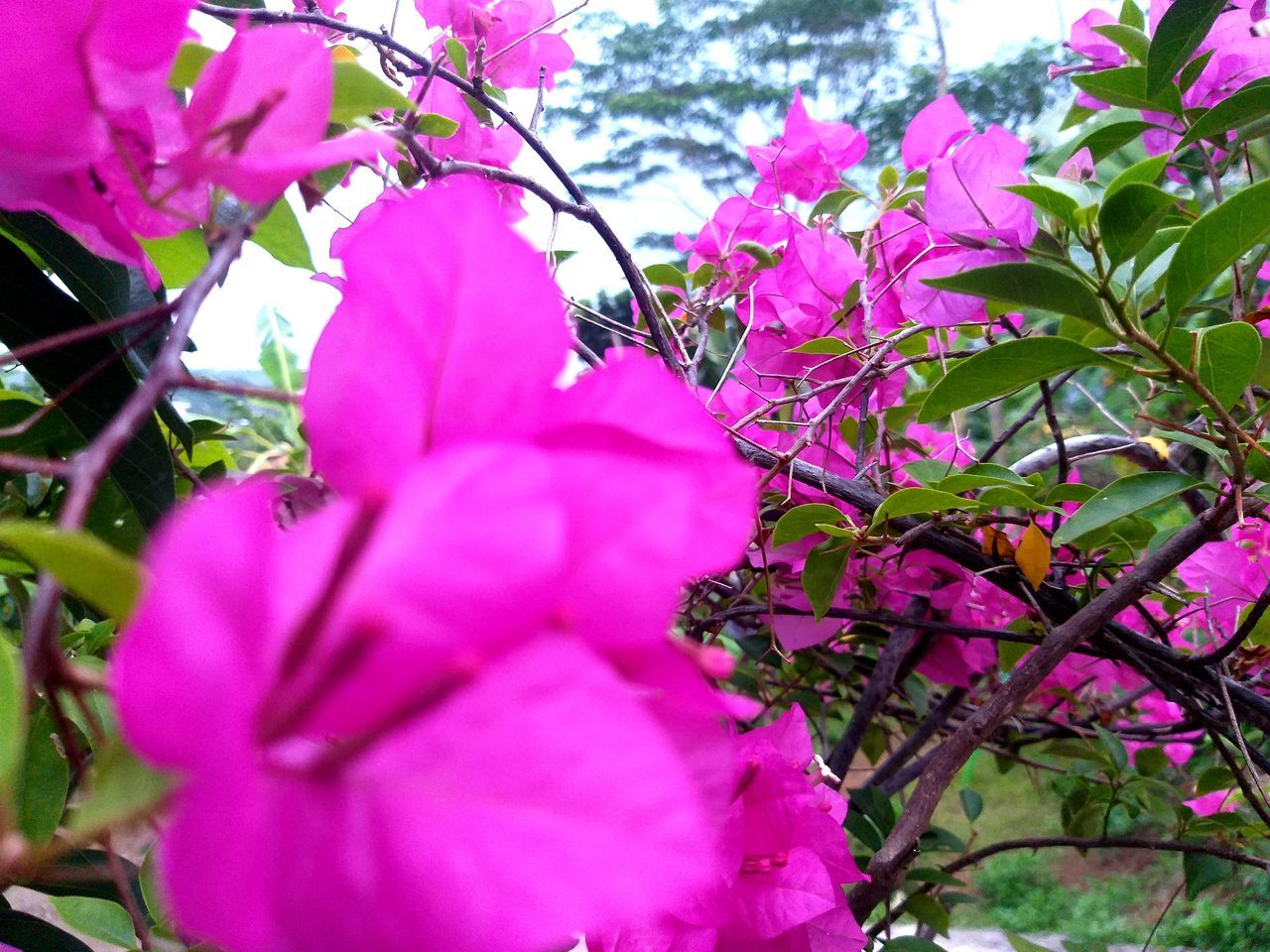 plant, flowering plant, flower, pink, growth, beauty in nature, freshness, blossom, fragility, nature, tree, petal, close-up, no people, day, shrub, branch, springtime, inflorescence, outdoors, low angle view, flower head, bougainvillea, botany, plant part, leaf, selective focus, purple