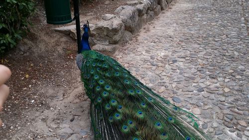 peacock