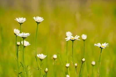 Close-up of white flowering plant on field