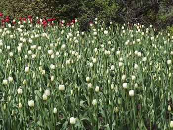 Close-up of white tulip flowers on field