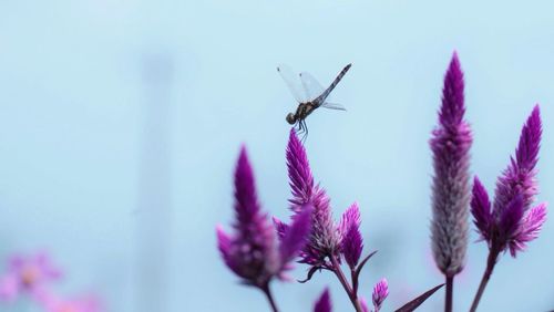 Close-up of insect on purple flower