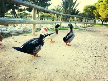 Close-up of birds