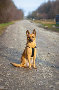 Portrait of dog on road