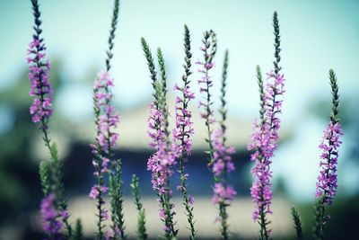 Close-up of purple flowering plants