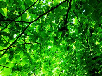 Low angle view of tree