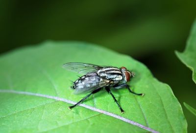 Close-up of house fly on leaf