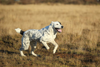 Dog running on field