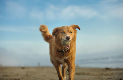 Portrait of golden retriever on beach against sky