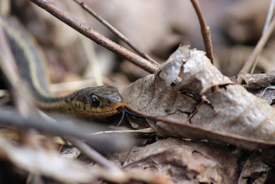 Close-up of an animal