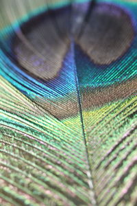 Full frame shot of peacock feather