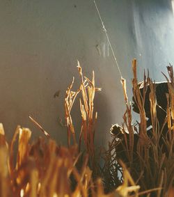 High angle view of dry plants in lake