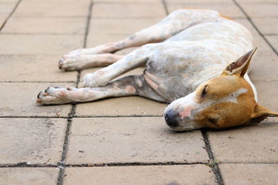 High angle view of a dog sleeping on sidewalk