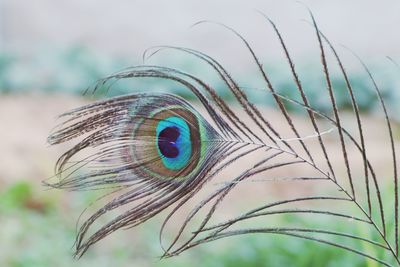 Close-up of peacock