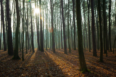 Trees in forest during autumn