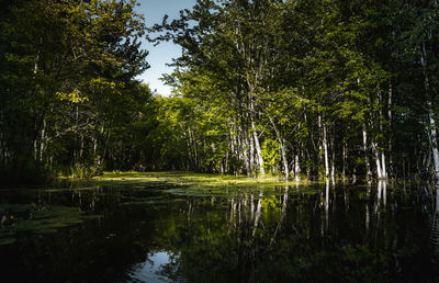 Scenic view of lake in forest