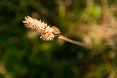 Close-up of flower against blurred background