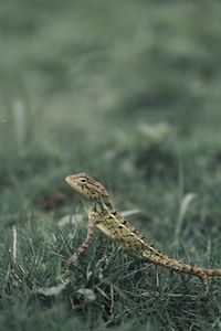 Close-up of lizard on field