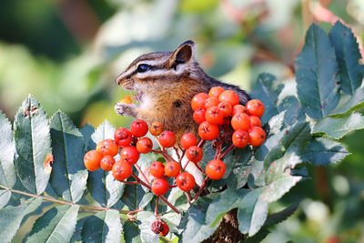 Close-up of fruit on plant