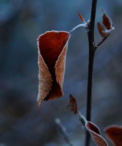 Close-up of dry leaf on snow